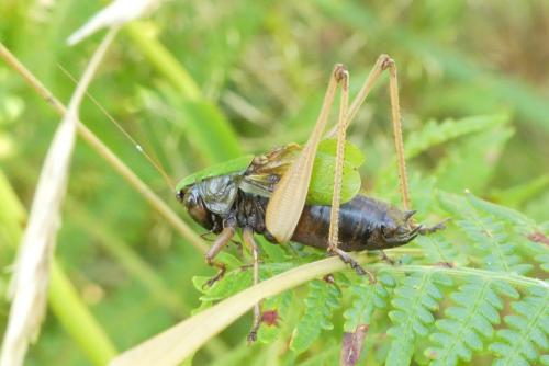 Zeuneriana abbreviata